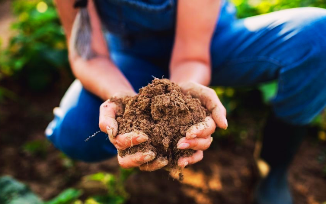 Prática consolidada, conceito ainda pouco conhecido: o cenário da agricultura regenerativa no Brasil