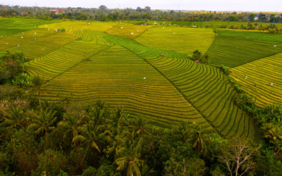 Urgência na implementação do Código Florestal